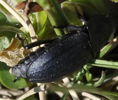 Silpha sp.